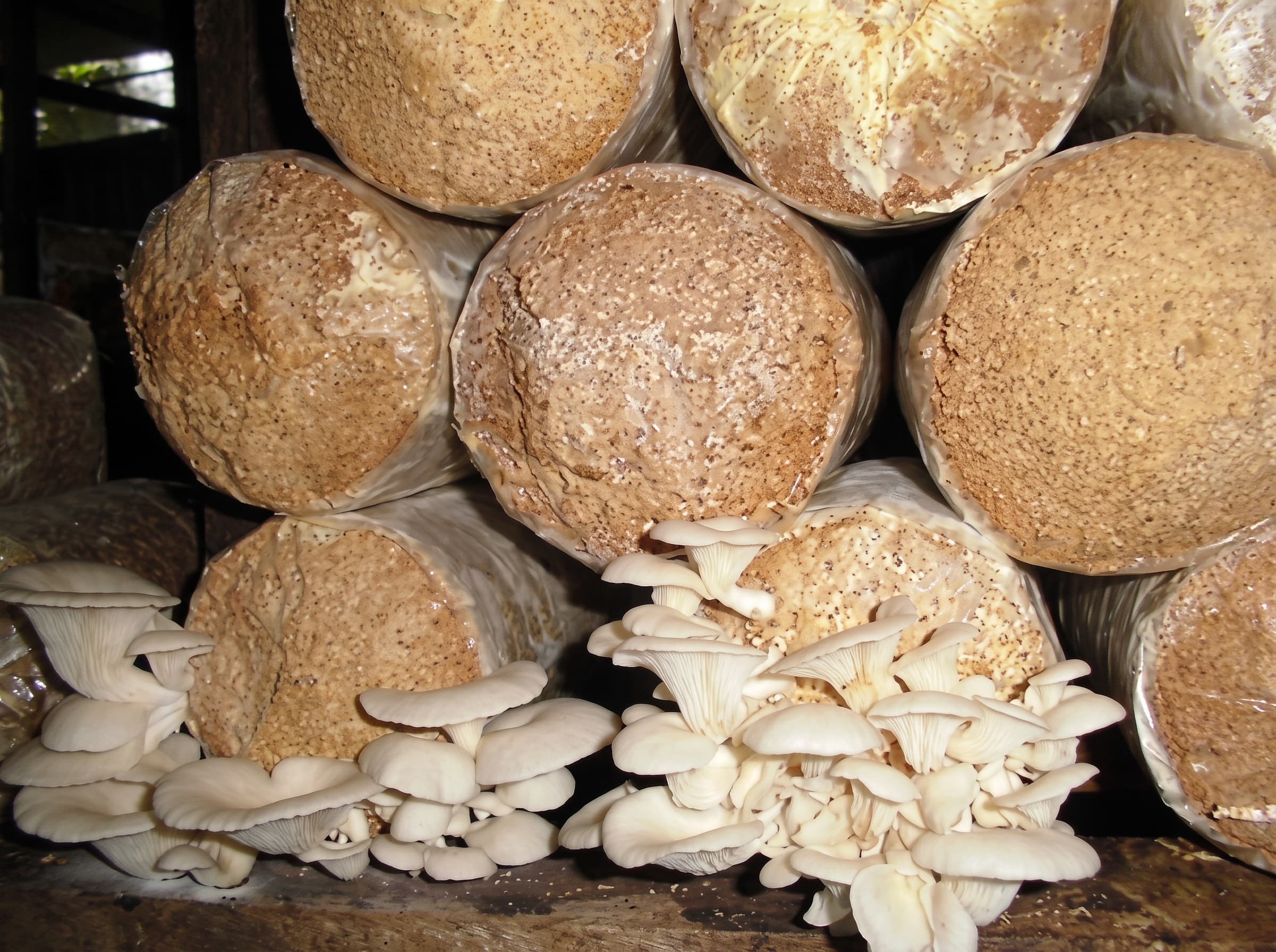 Fresh mushrooms
